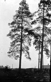 rs02441